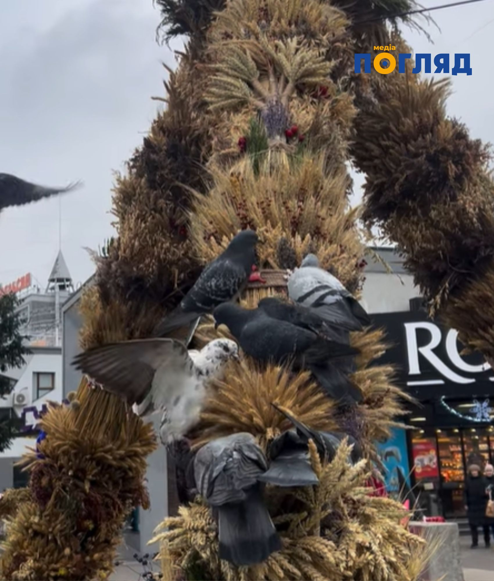 У Білій Церкві встановили найвищого дідуха України (ФОТО) - зображення